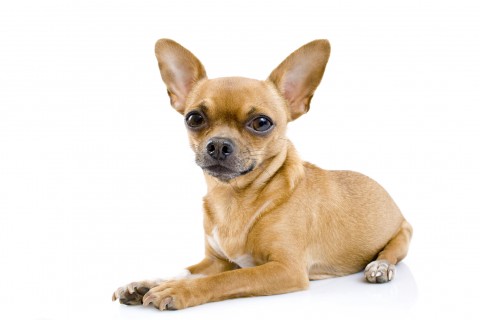 Cute Chihuahua Lying Down