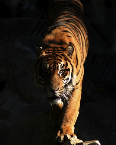 Tiger in the Shade