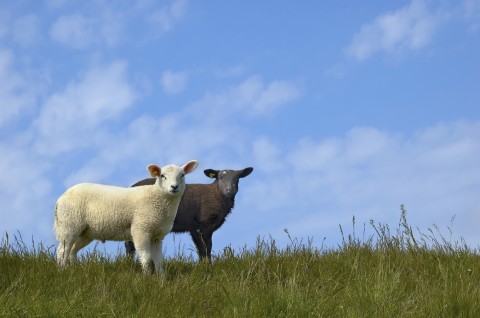 Black and White Sheep