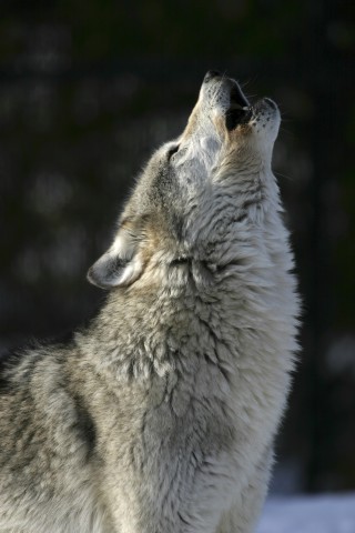 A Wolf Howling