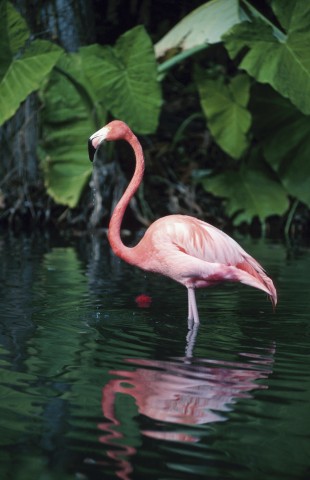 A Solitary Flamingo Standing in the Water