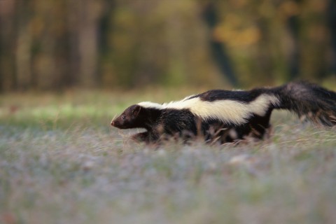 A Skunk Running in the Veld