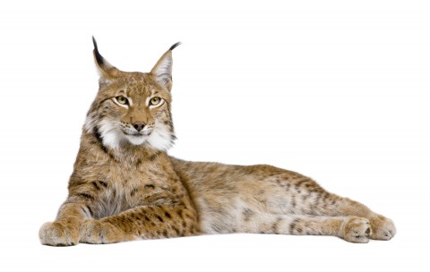 A Lynx