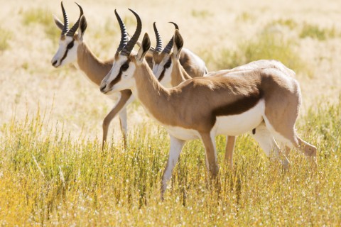 Three Springbuck in Their Natural Environment