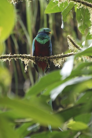 Colorful Bird