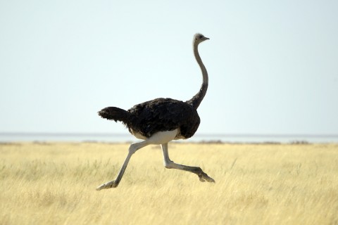 An Ostrich Running in the Veld