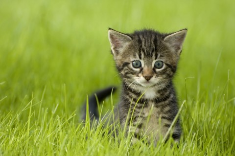 A Gray Tabby Kitten in a Grassy Field