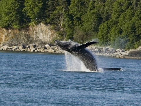 A Breaching Humpback Whale.