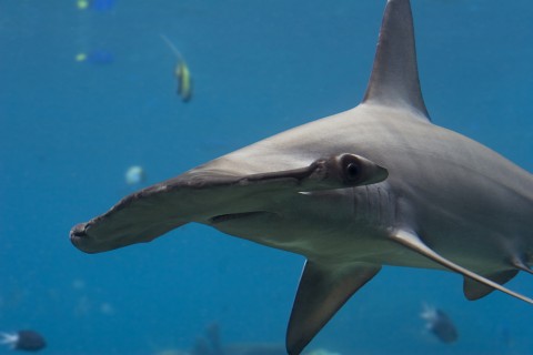 A Hammerhead Shark