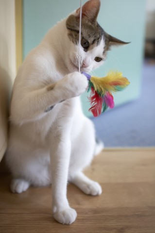 A Black-and-White Cat Playing with Feathers.