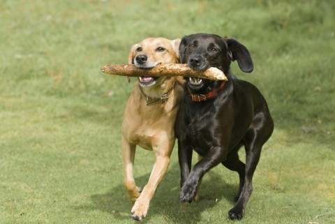 Two dogs running together, holding one stick