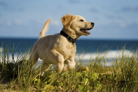 Dog Running Near Ocean