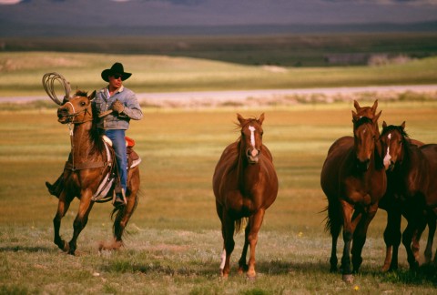 Horse Riding