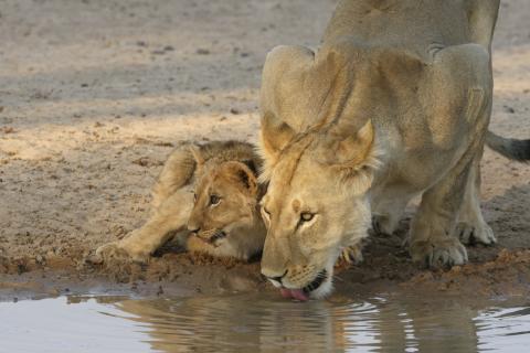 Lioness with Cub