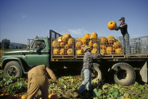 Harvesting