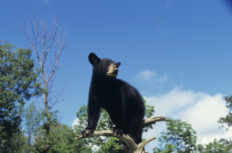 A Black Bear in a Tree