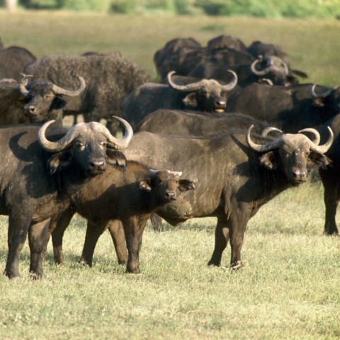 A Flock of Cape Buffalo Standing in the Veld
