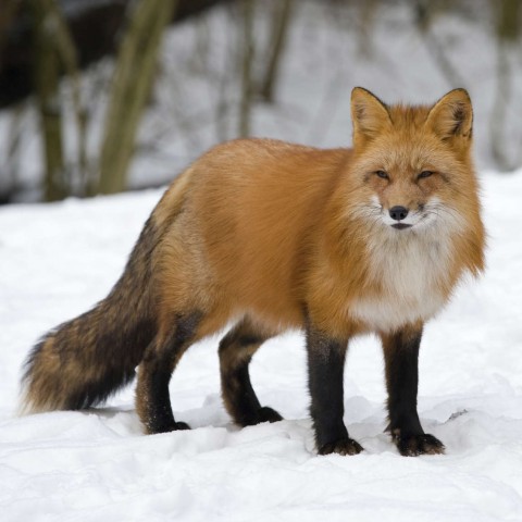 A Beautiful Fox Standing in the Snow