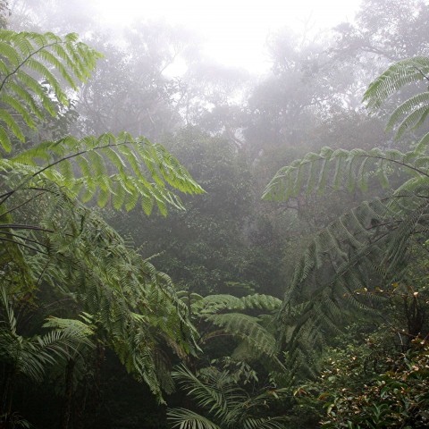 Humidity in Tropical Forest