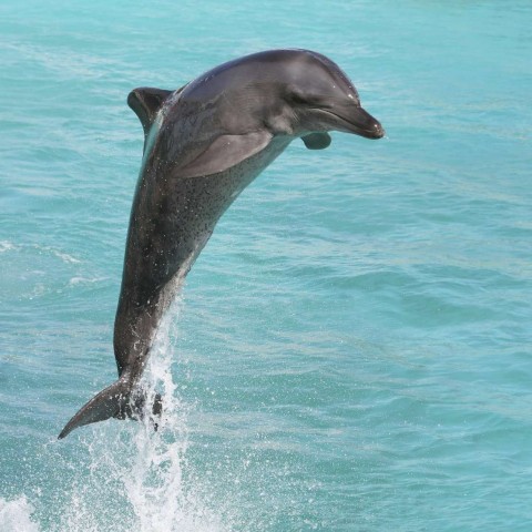 A Bottlenose Dolphin Jumping Out of the Water