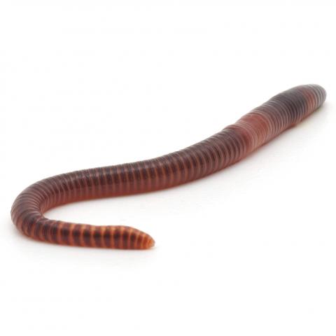 A Worm on White Background