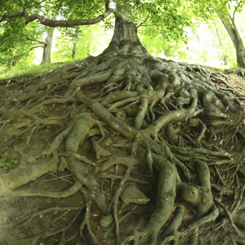 Roots of a Tree