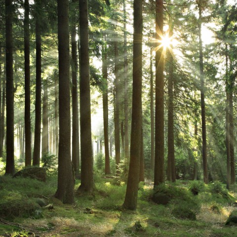 Sunlight Seeps Through Trees in a Forest