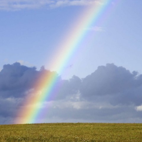 A Rainbow in a Field