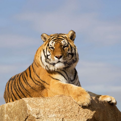 A Tiger Sitting on a Rock