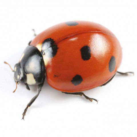 A Picture of a Ladybug